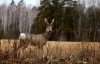 ������ � ������ ��������